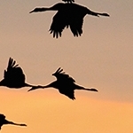 Grues au crépuscule